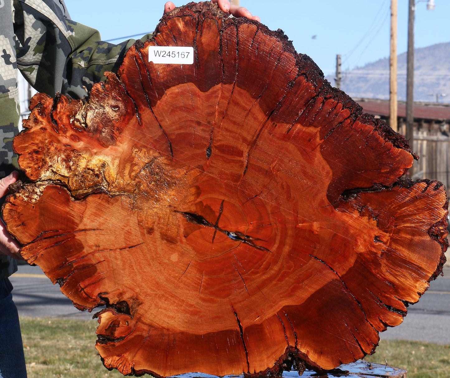 Brazilian Pepperwood Burl Cookie