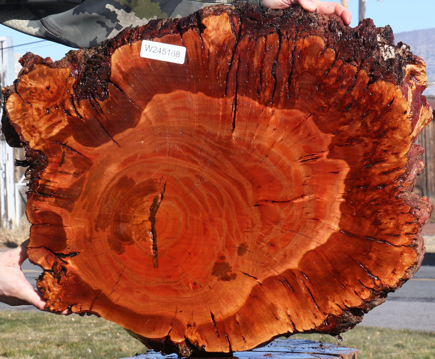 Brazilian Pepperwood Burl Cookie