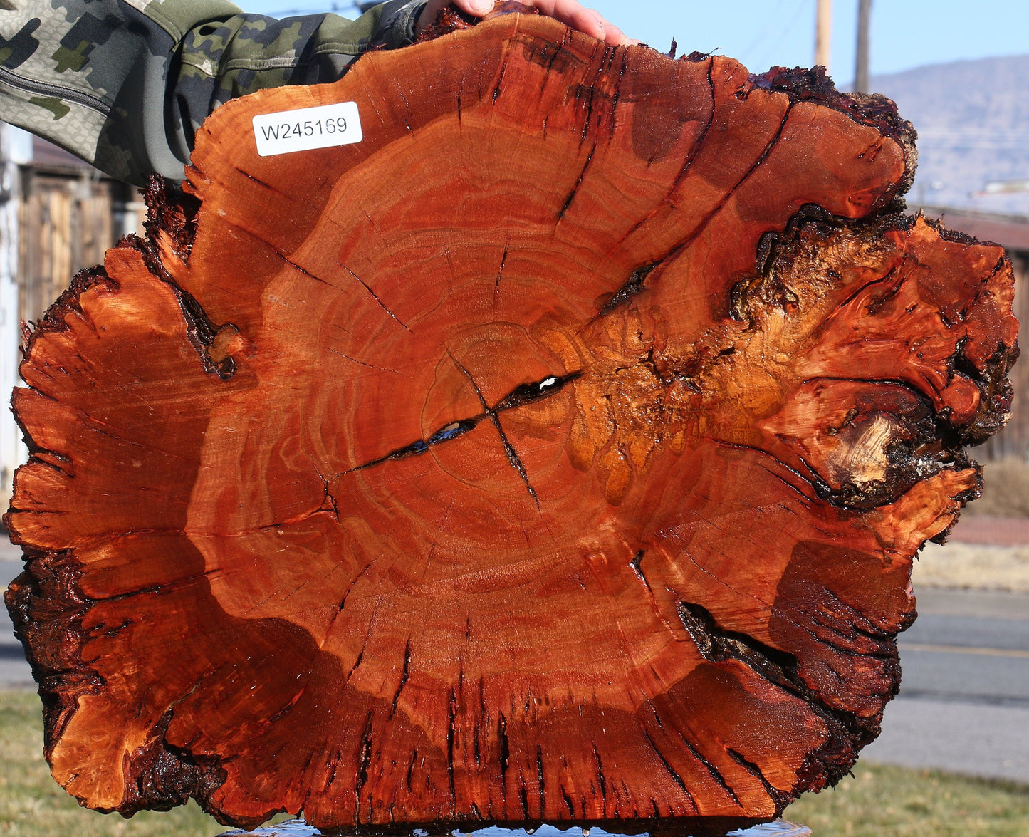 Brazilian Pepperwood Burl Cookie