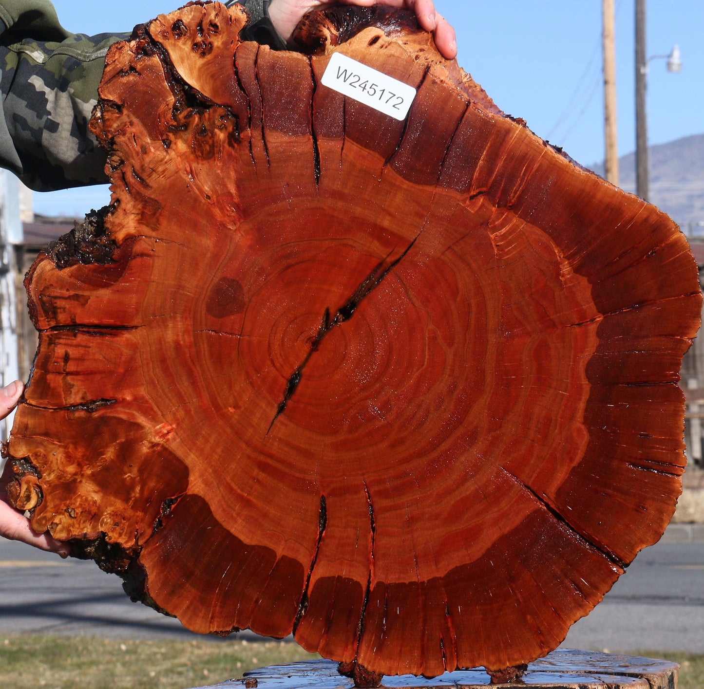 Brazilian Pepperwood Burl Cookie