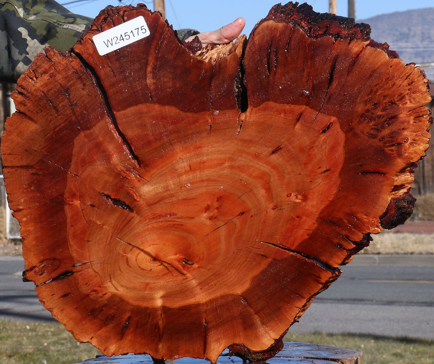 Brazilian Pepperwood Burl Cookie