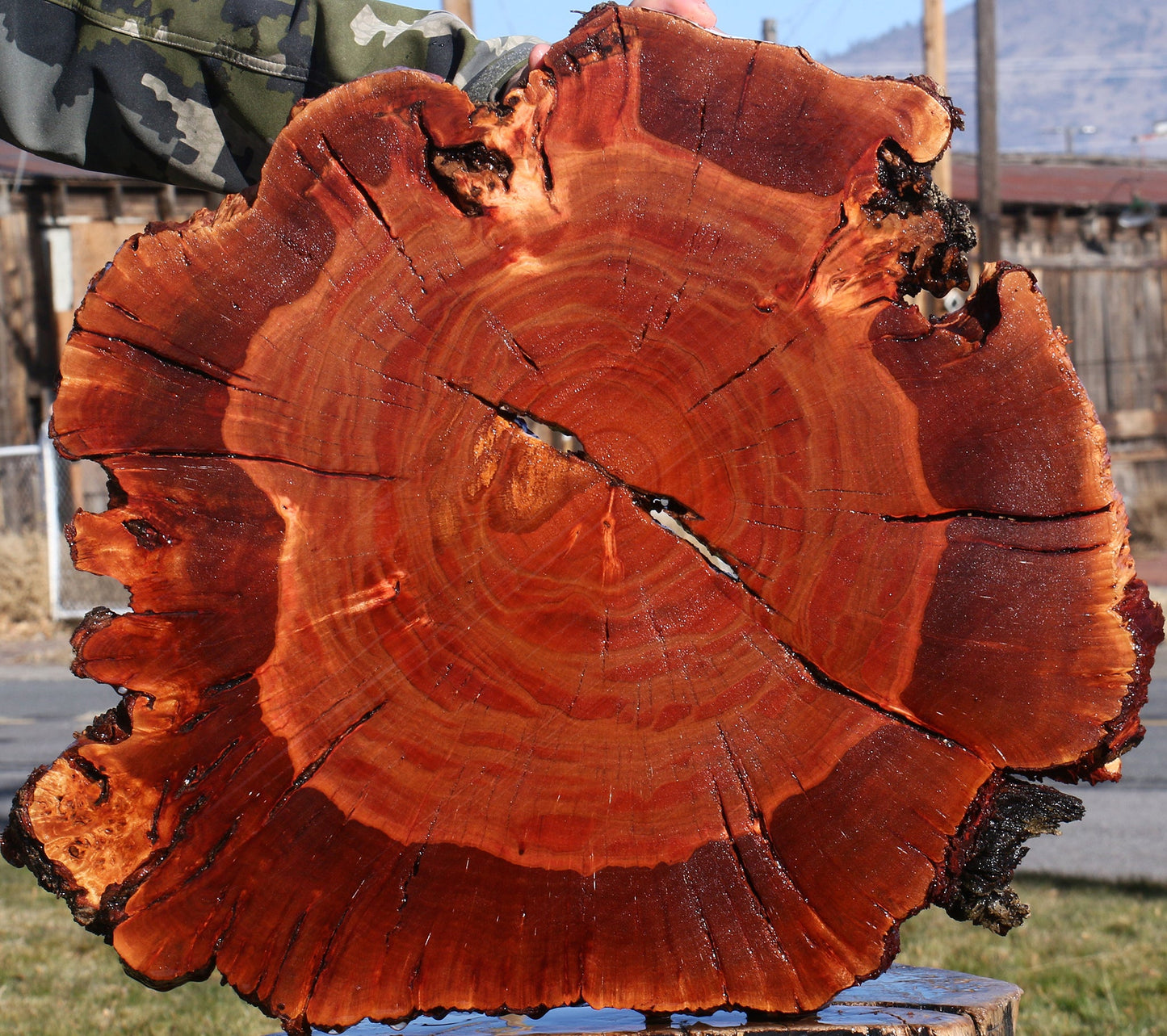 Brazilian Pepperwood Burl Cookie