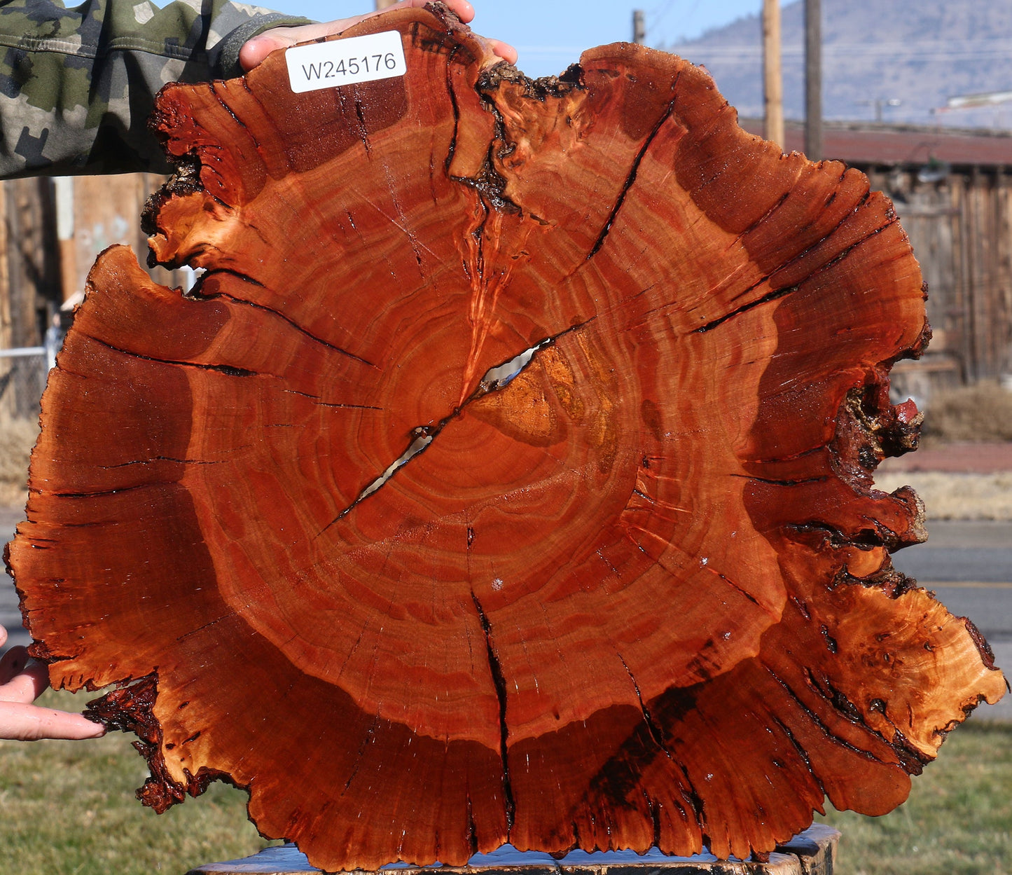 Brazilian Pepperwood Burl Cookie