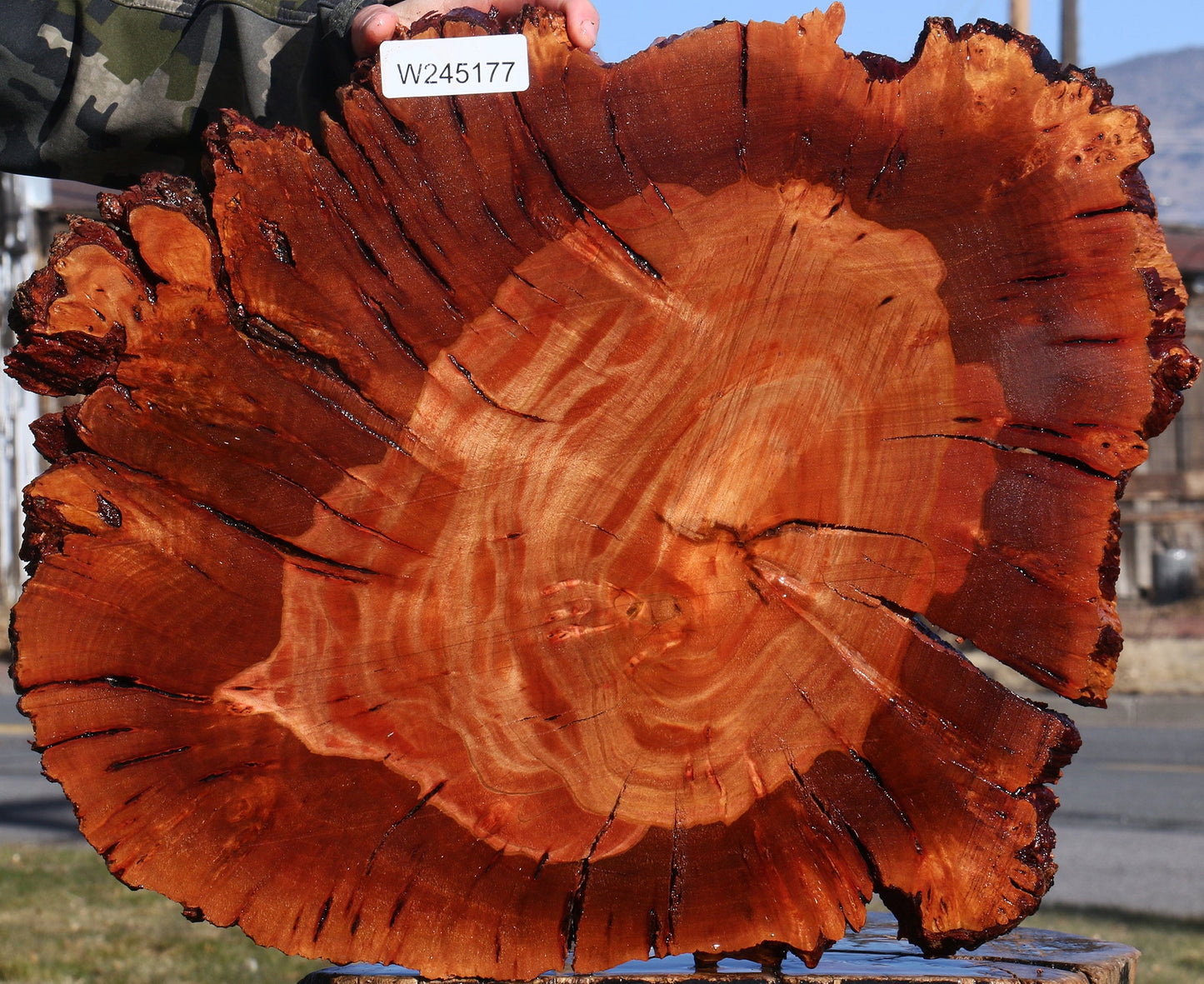 Brazilian Pepperwood Burl Cookie