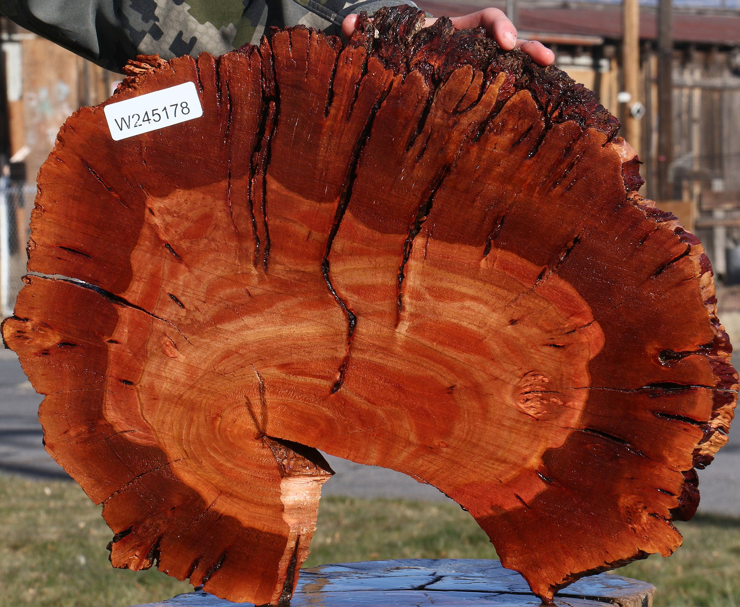 Brazilian Pepperwood Burl Cookie