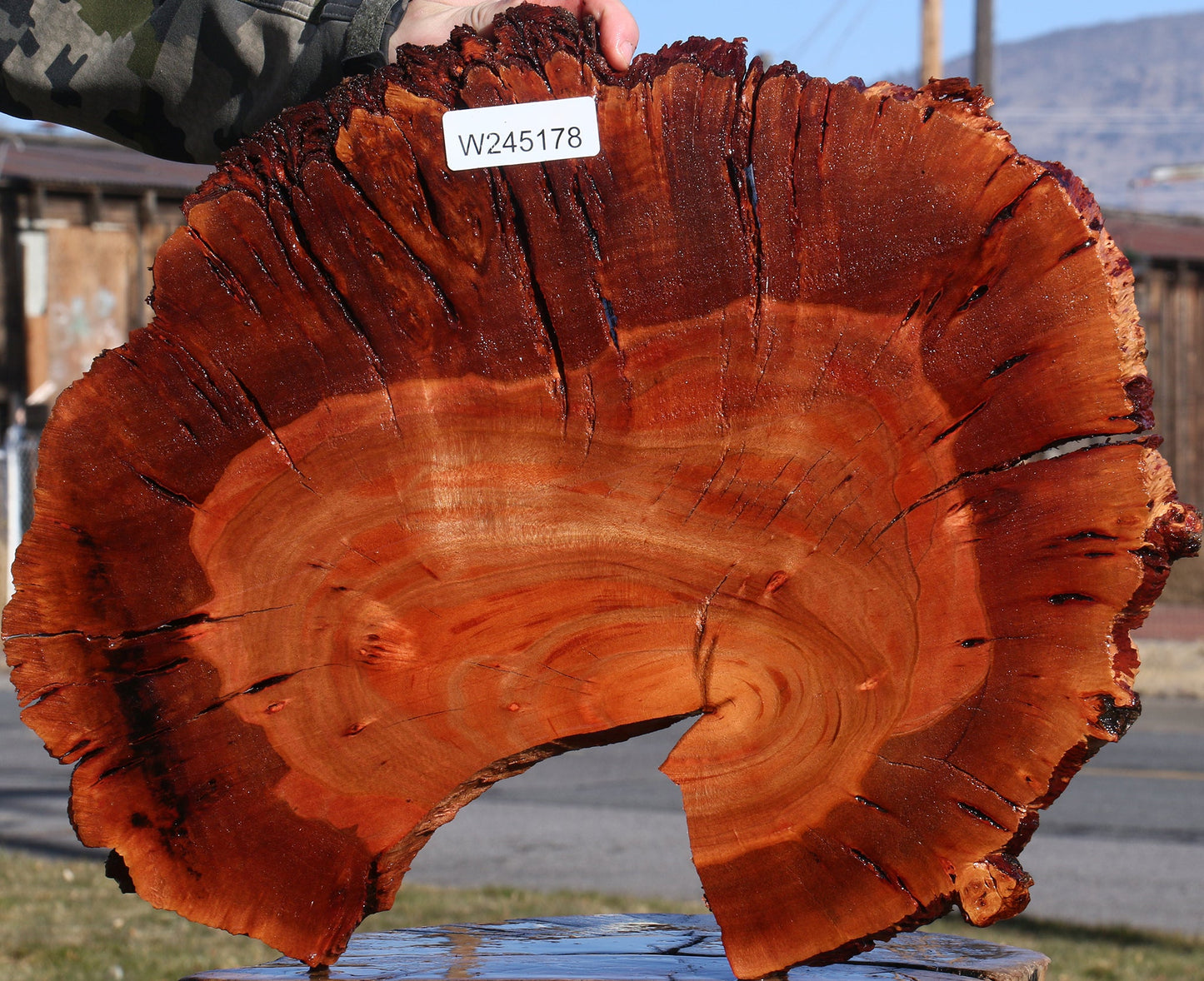 Brazilian Pepperwood Burl Cookie