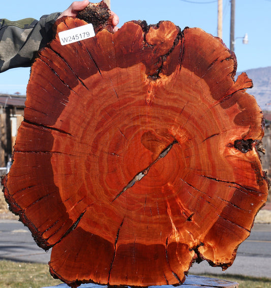 Brazilian Pepperwood Burl Cookie