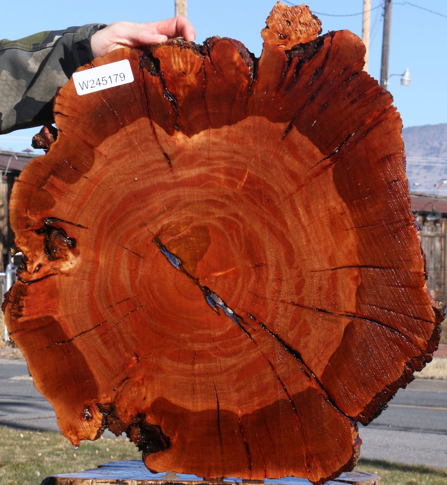 Brazilian Pepperwood Burl Cookie