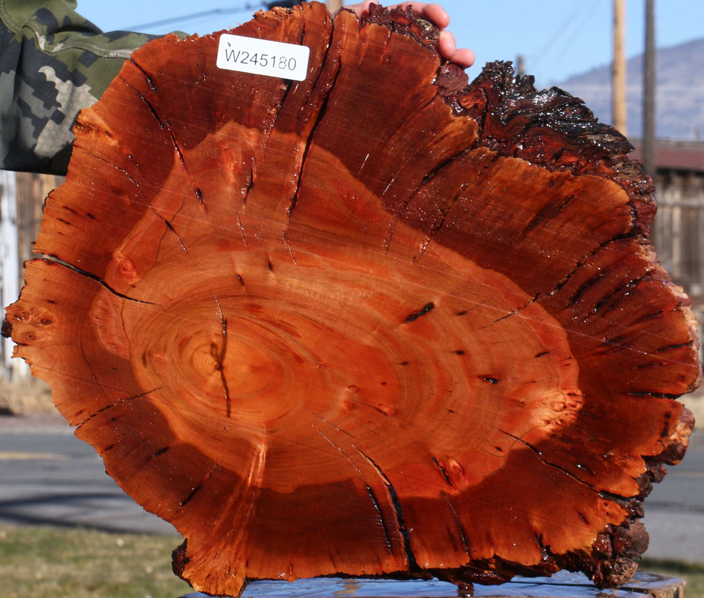 Brazilian Pepperwood Burl Cookie