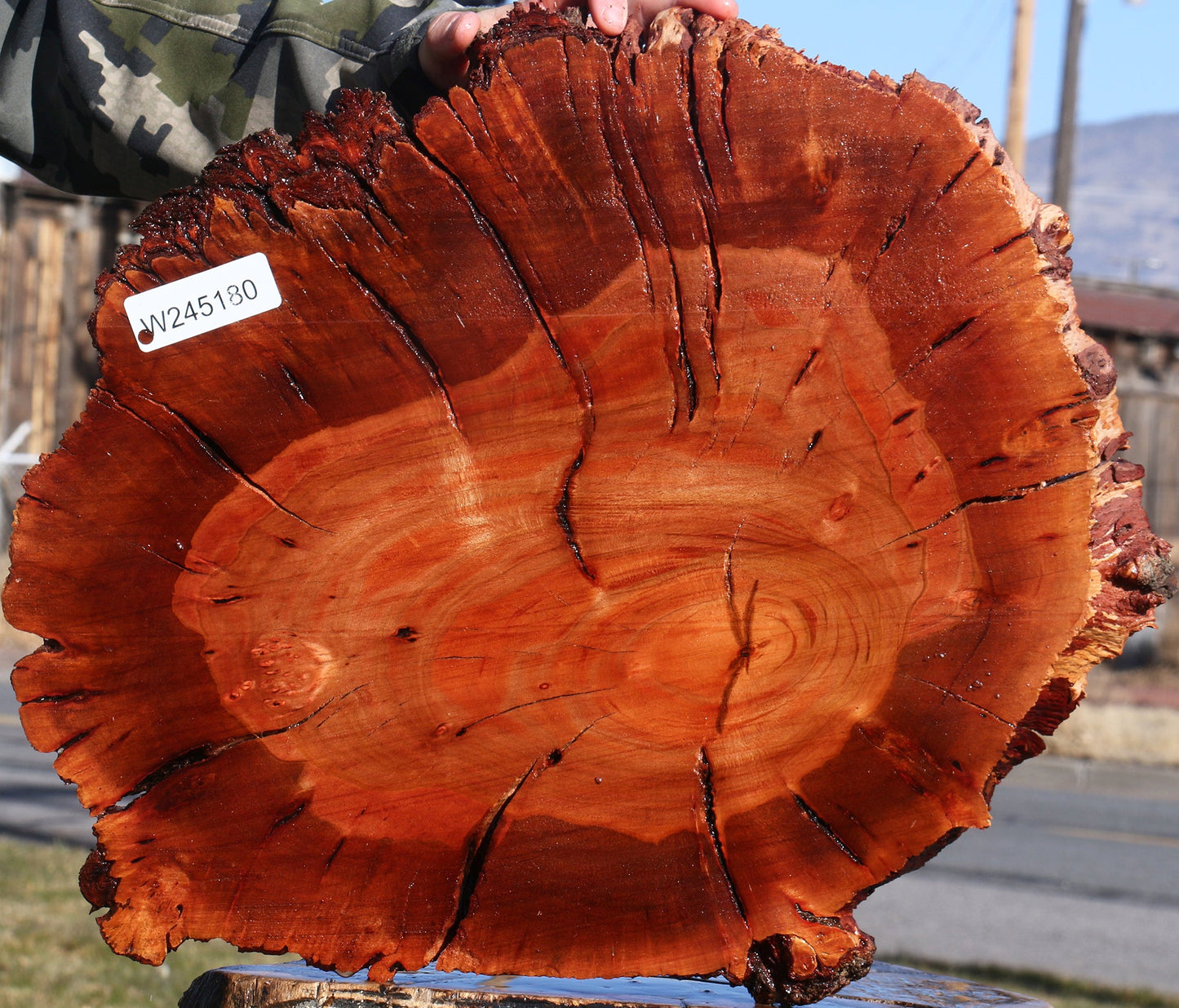 Brazilian Pepperwood Burl Cookie