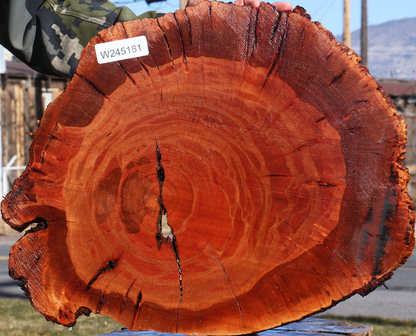 Brazilian Pepperwood Burl Cookie