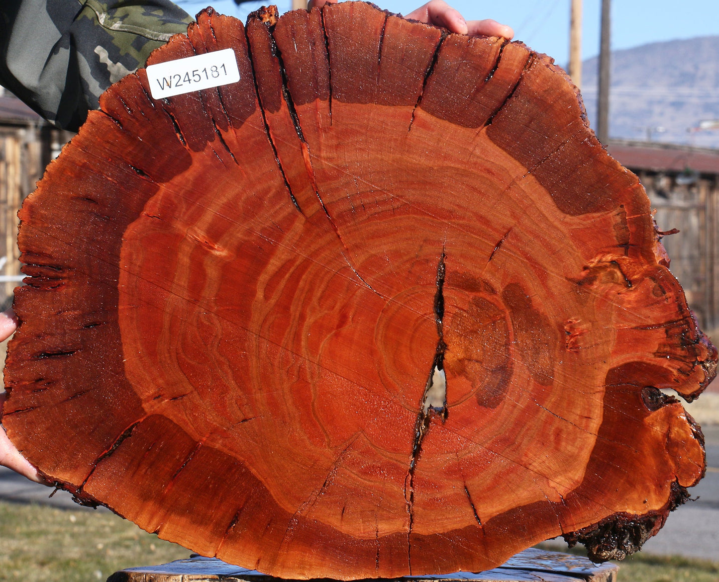 Brazilian Pepperwood Burl Cookie