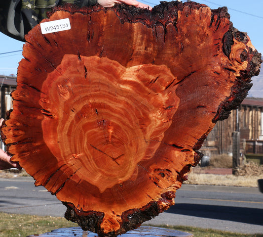Brazilian Pepperwood Burl Cookie