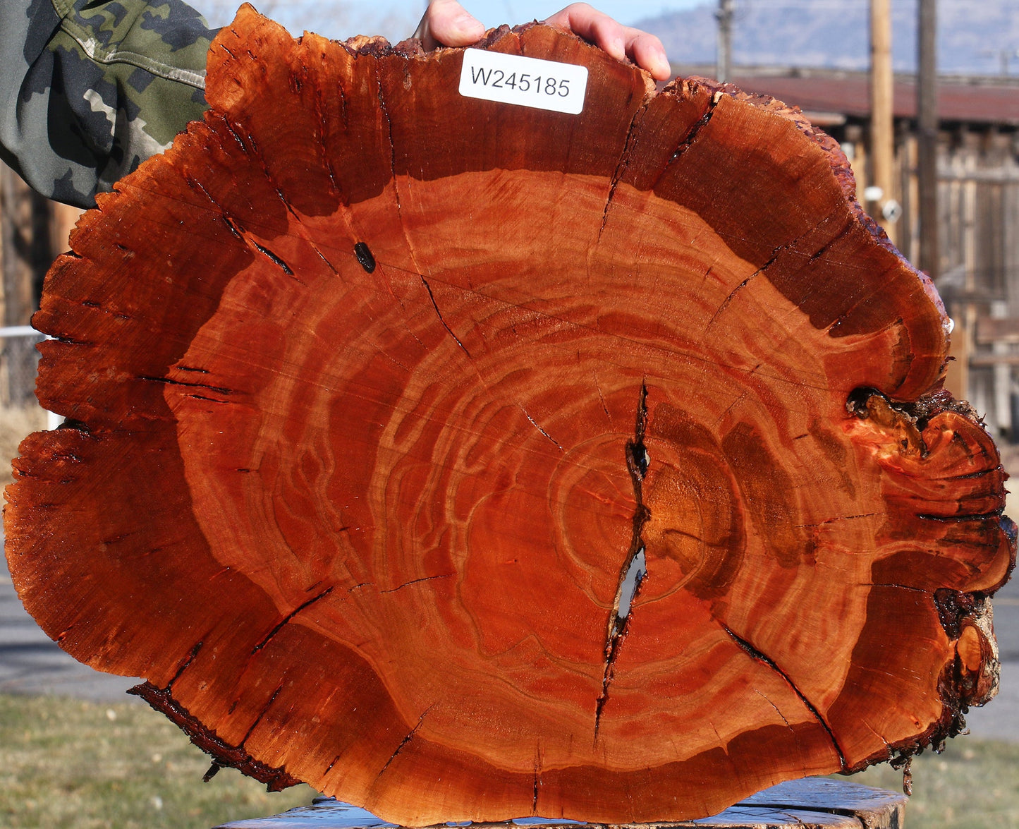 Brazilian Pepperwood Burl Cookie