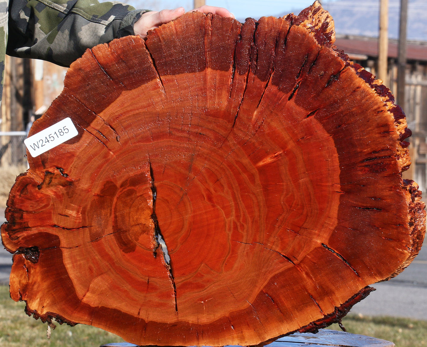 Brazilian Pepperwood Burl Cookie