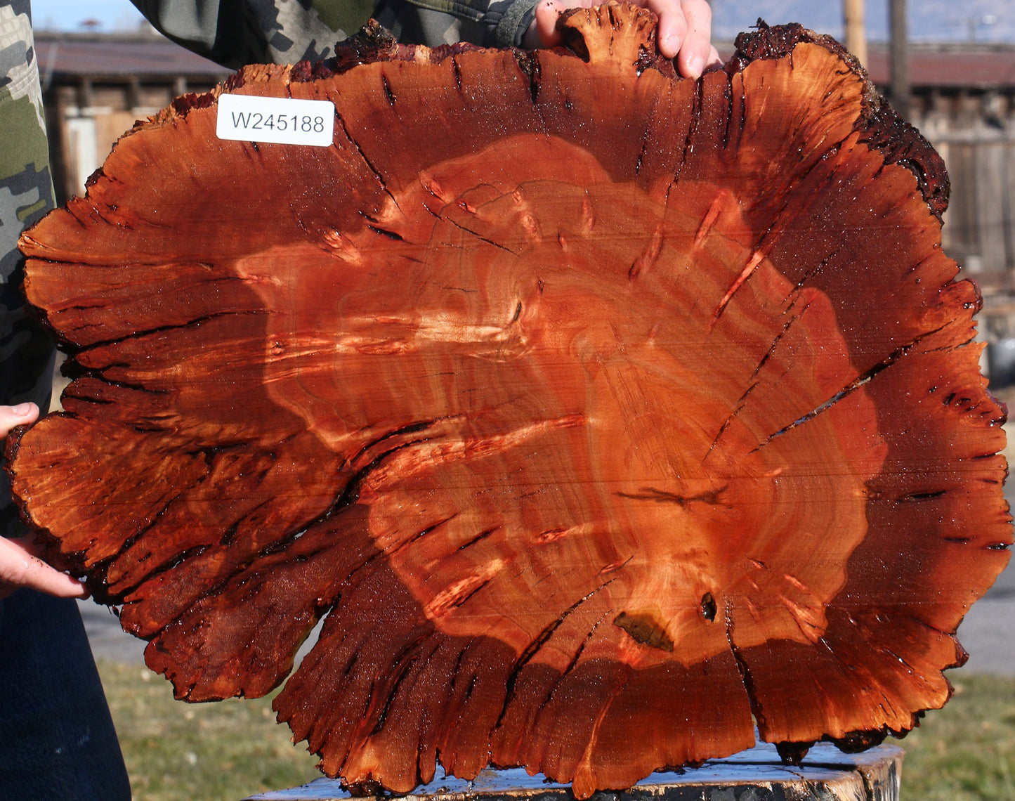 Brazilian Pepperwood Burl Cookie