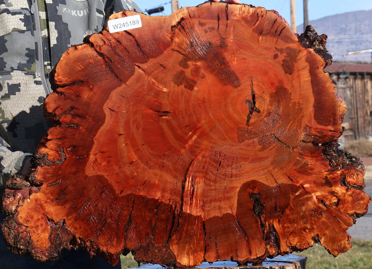 Brazilian Pepperwood Burl Cookie