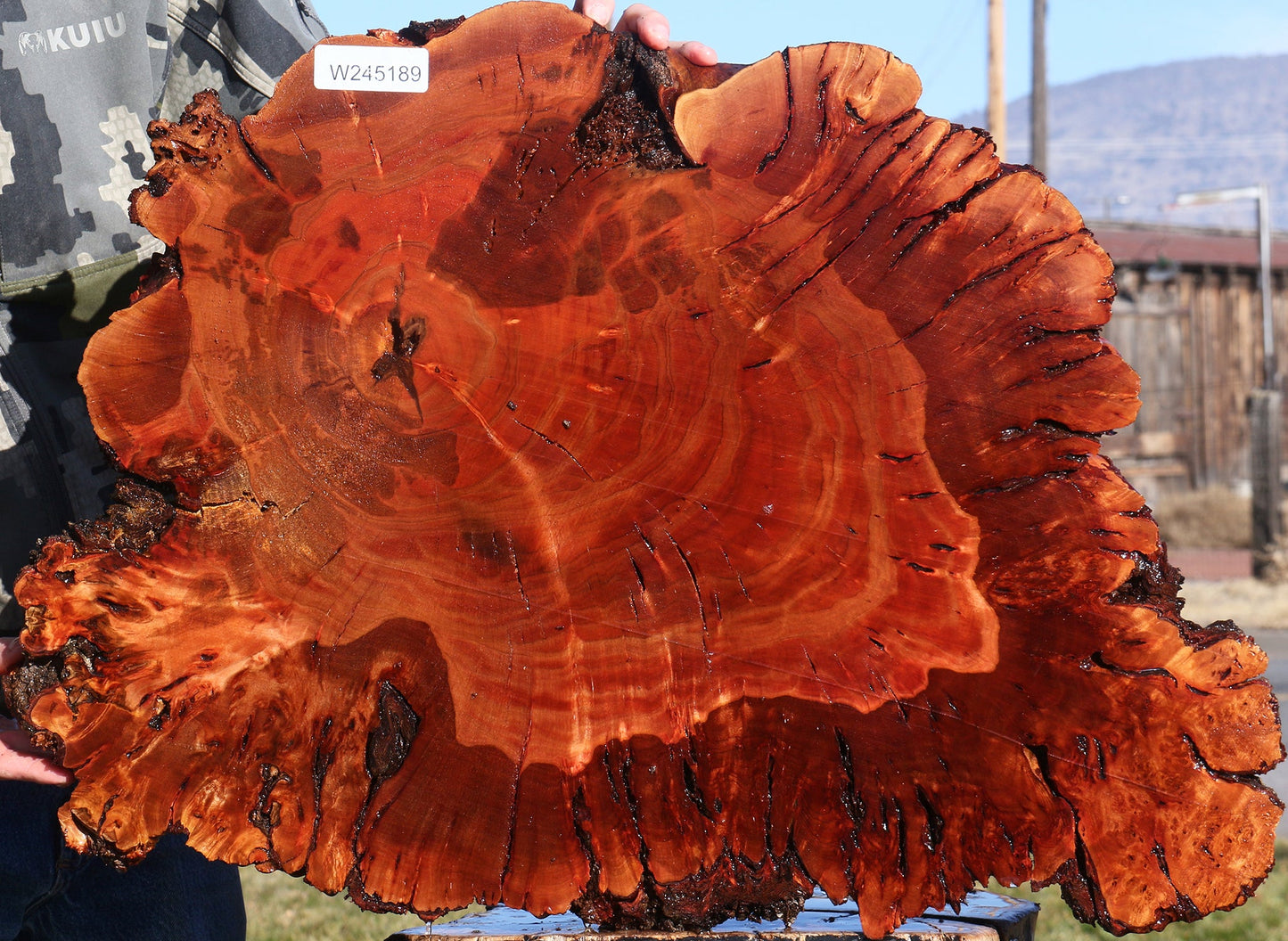 Brazilian Pepperwood Burl Cookie