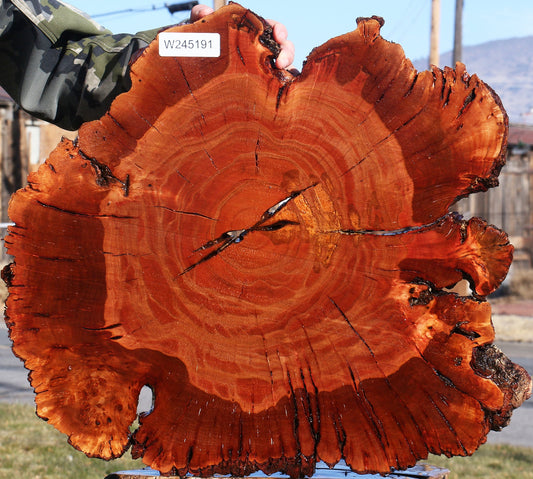 Brazilian Pepperwood Burl Cookie
