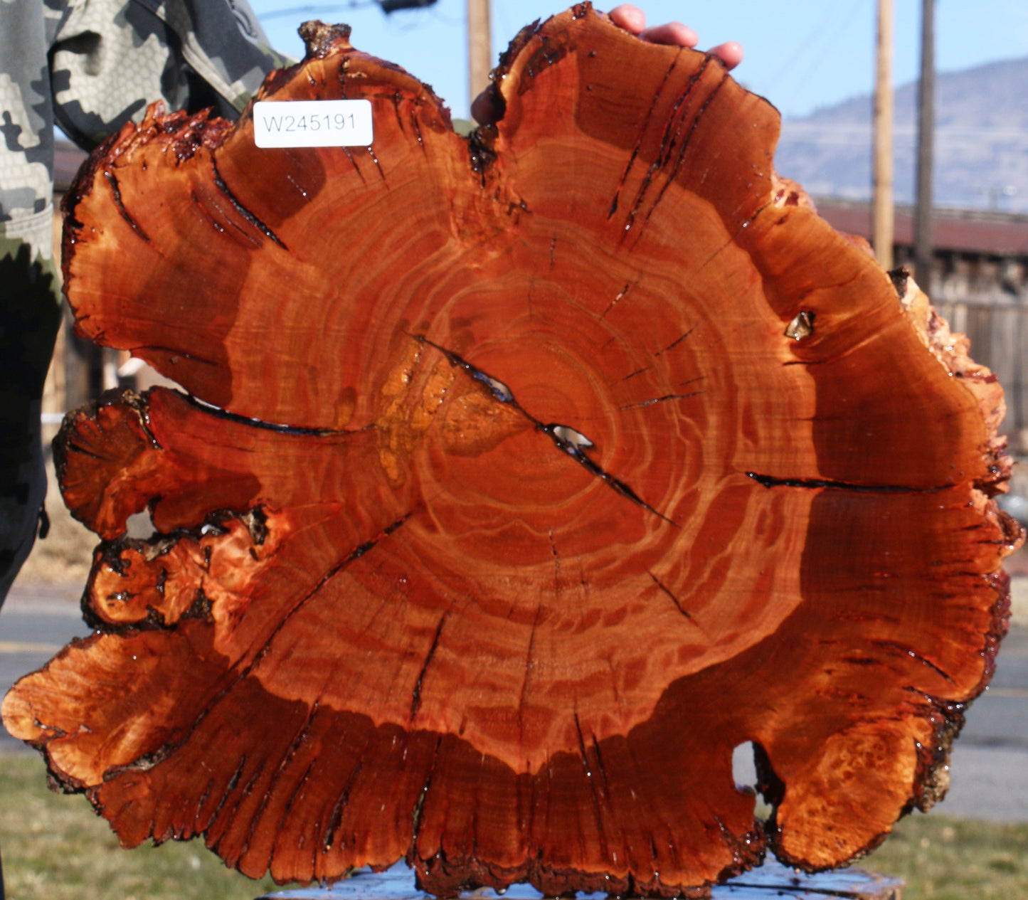 Brazilian Pepperwood Burl Cookie