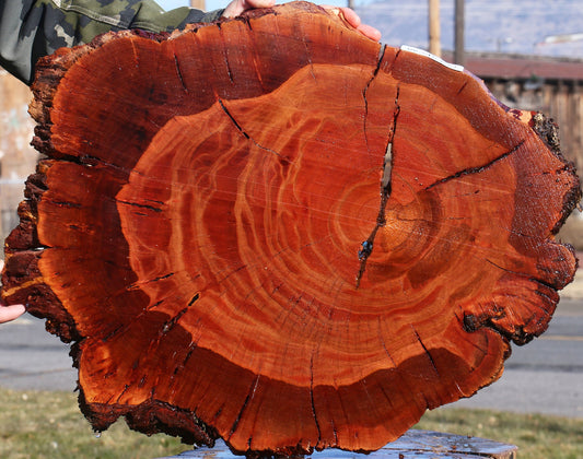 Brazilian Pepperwood Burl Cookie
