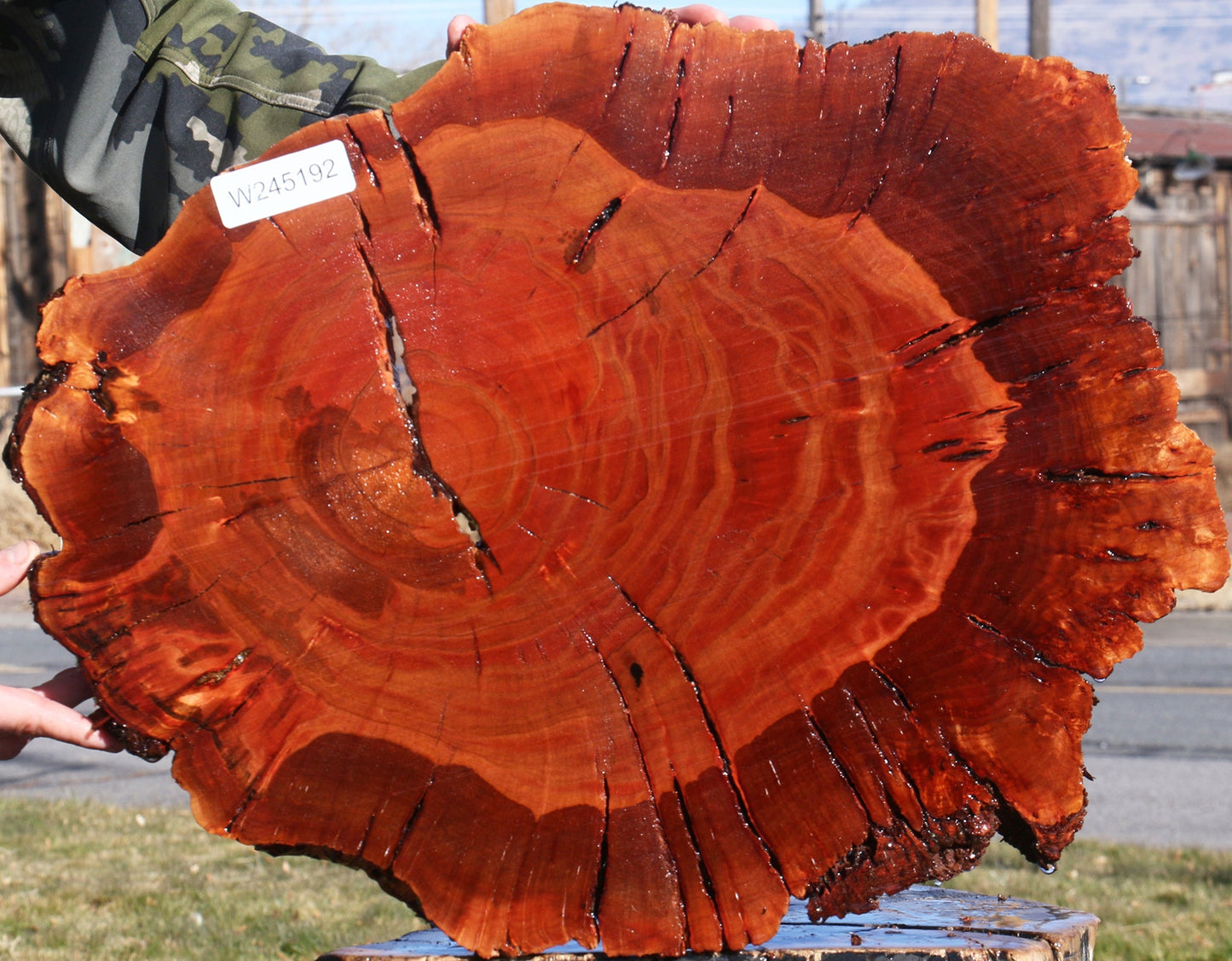 Brazilian Pepperwood Burl Cookie