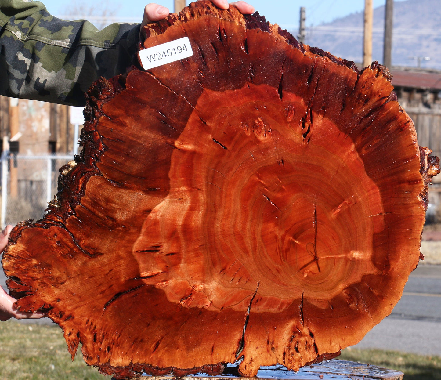 Brazilian Pepperwood Burl Cookie