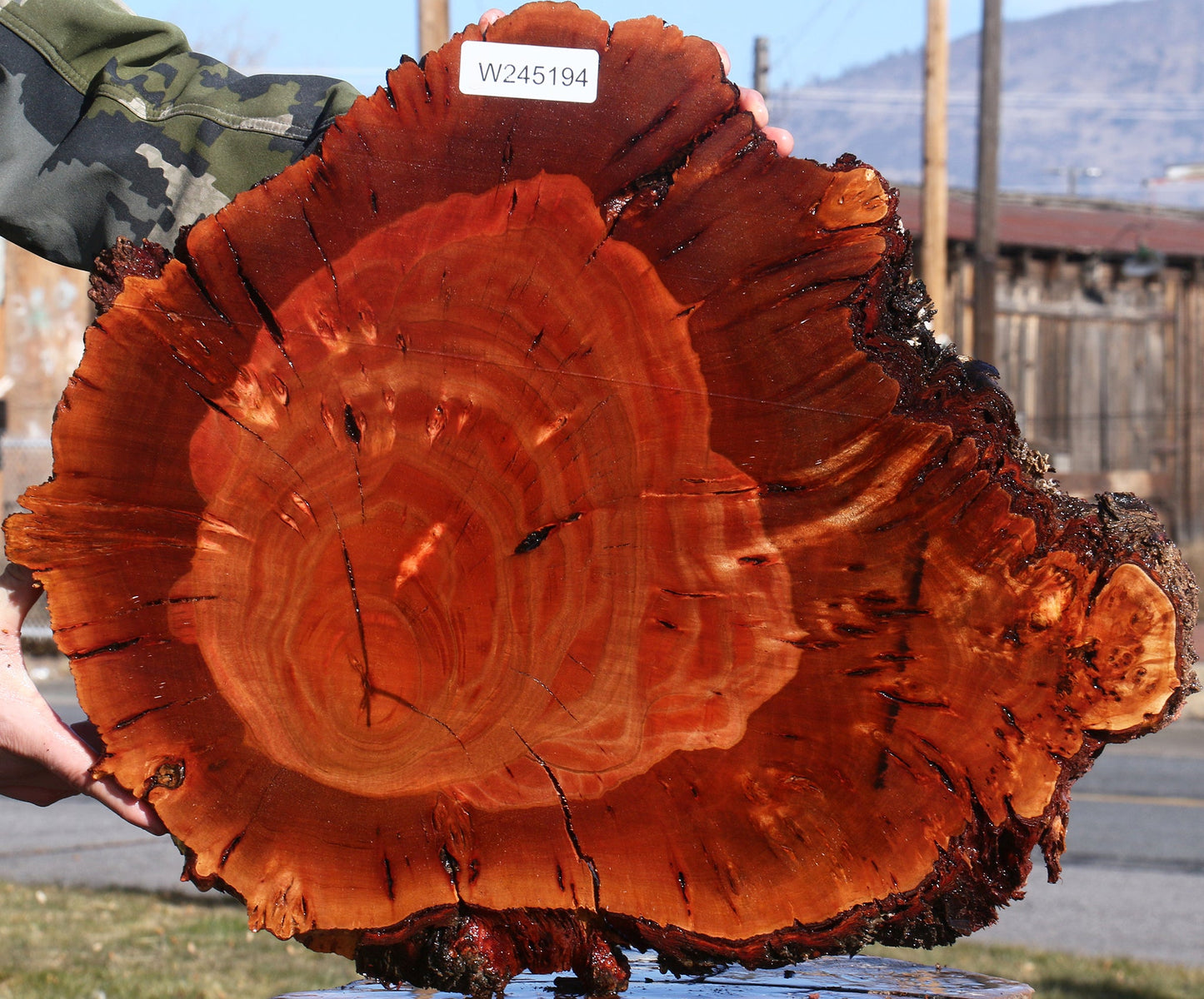 Brazilian Pepperwood Burl Cookie