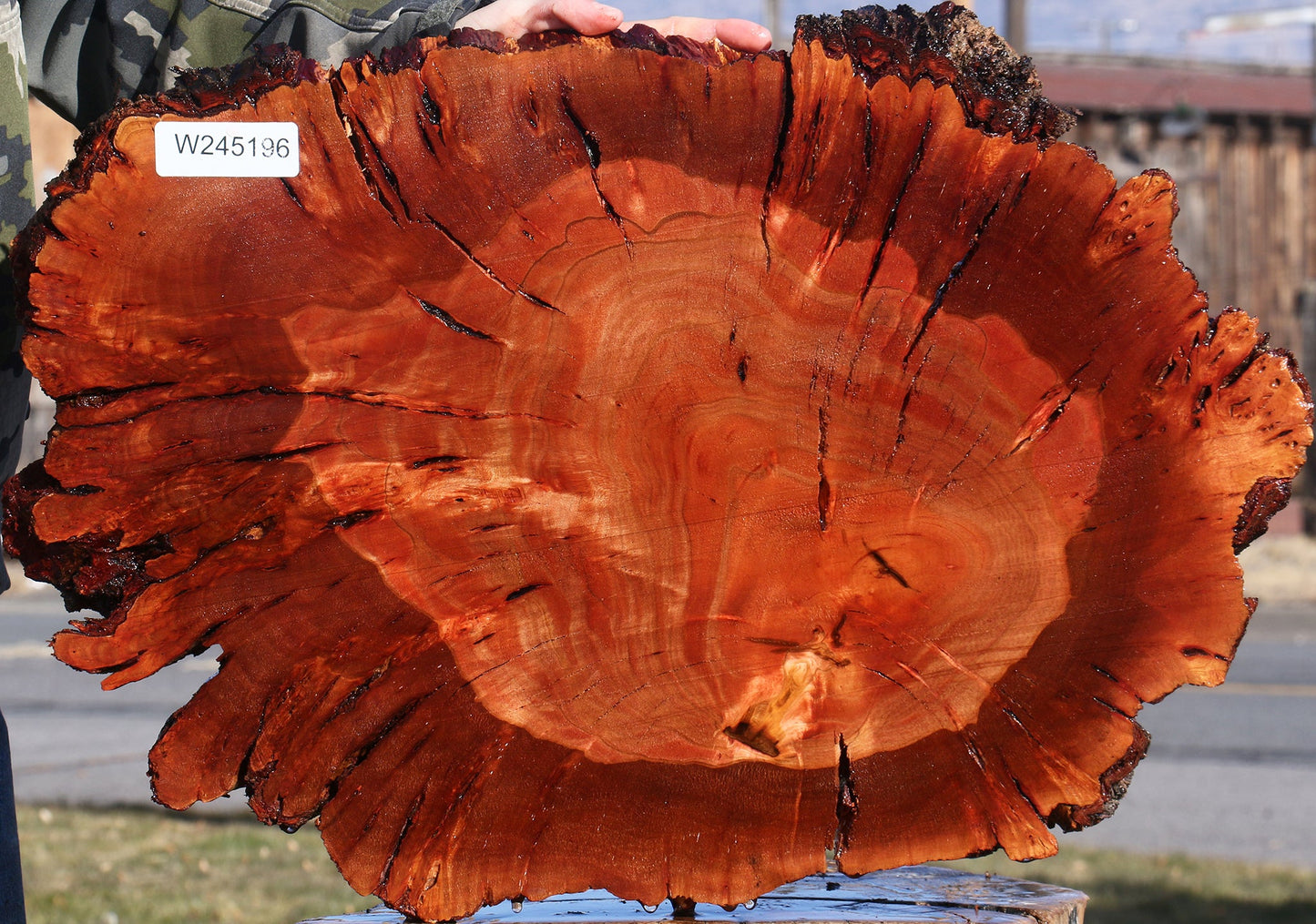 Brazilian Pepperwood Burl Cookie