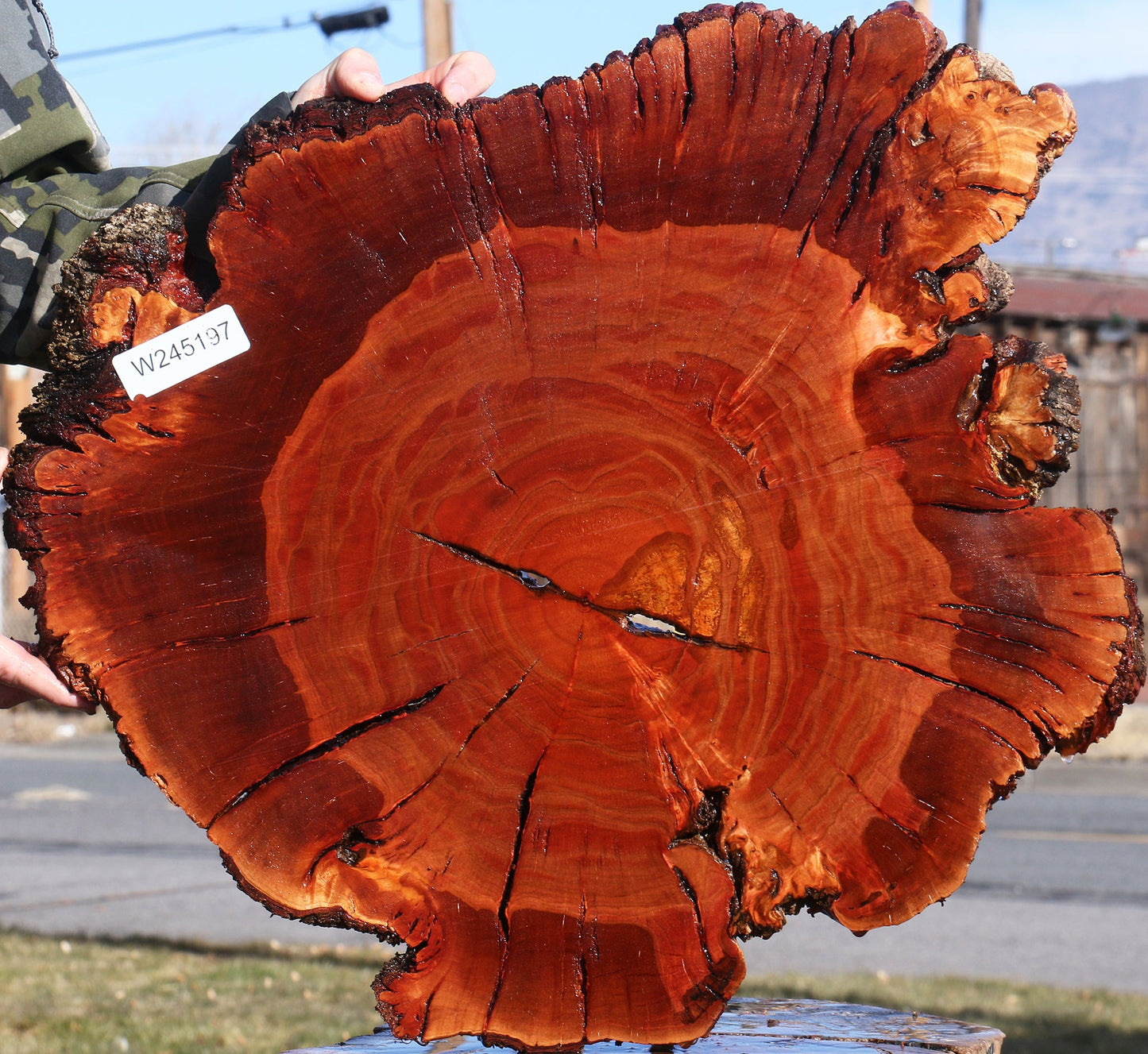 Brazilian Pepperwood Burl Cookie