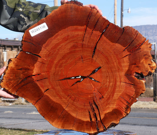 Brazilian Pepperwood Burl Cookie