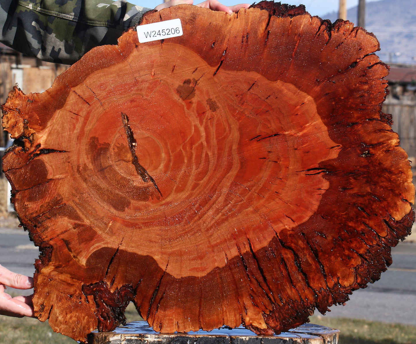Brazilian Pepperwood Burl Cookie