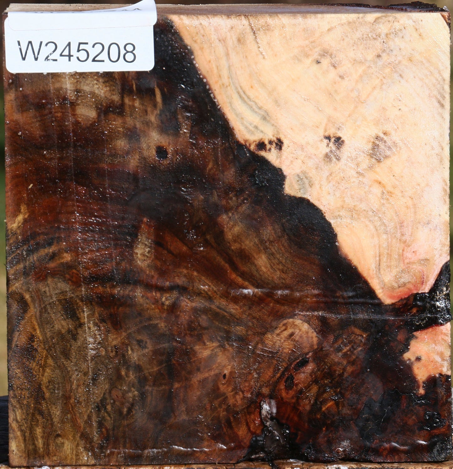 Pistachio Burl Bowl Blank