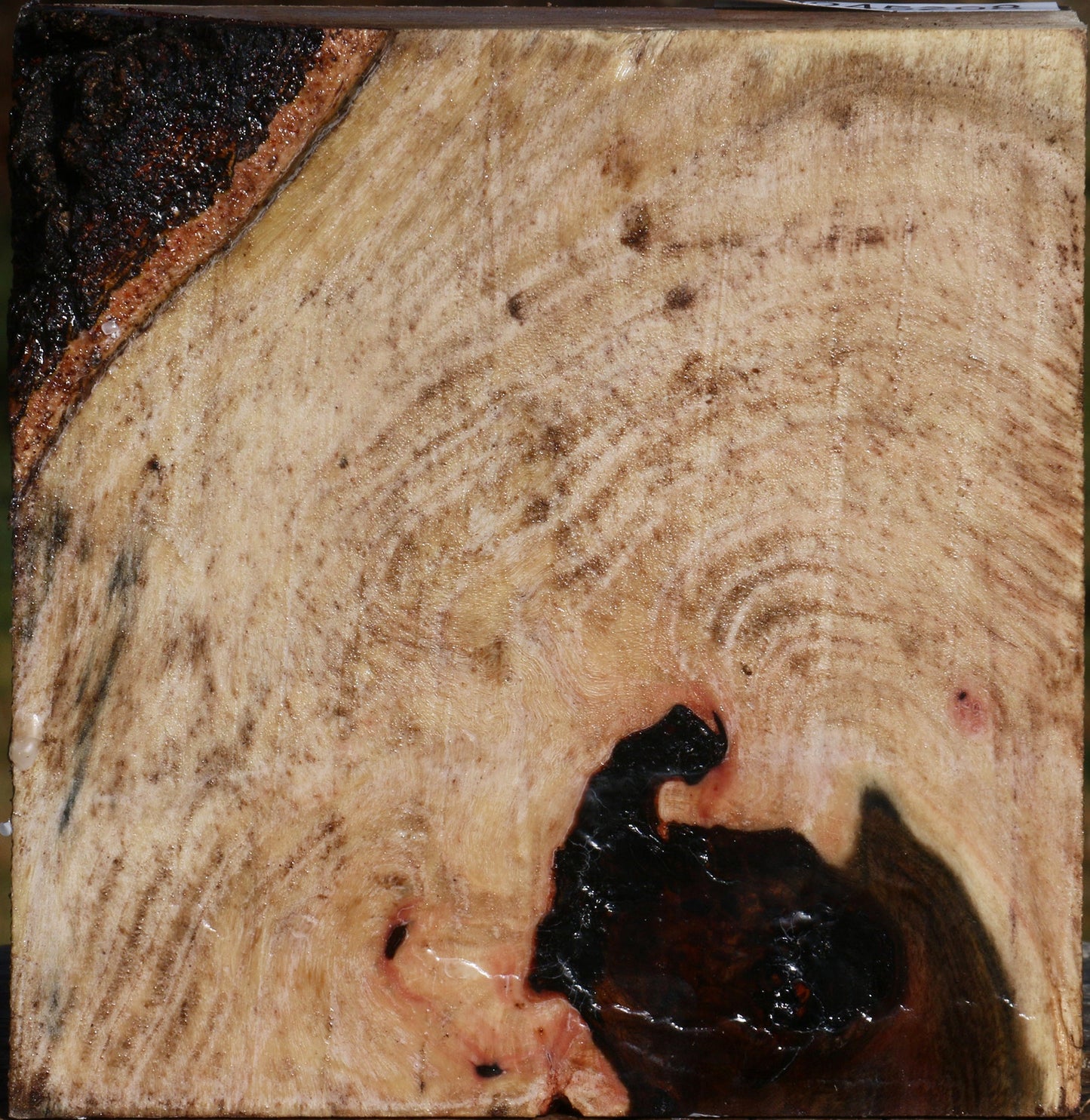 Pistachio Burl Bowl Blank