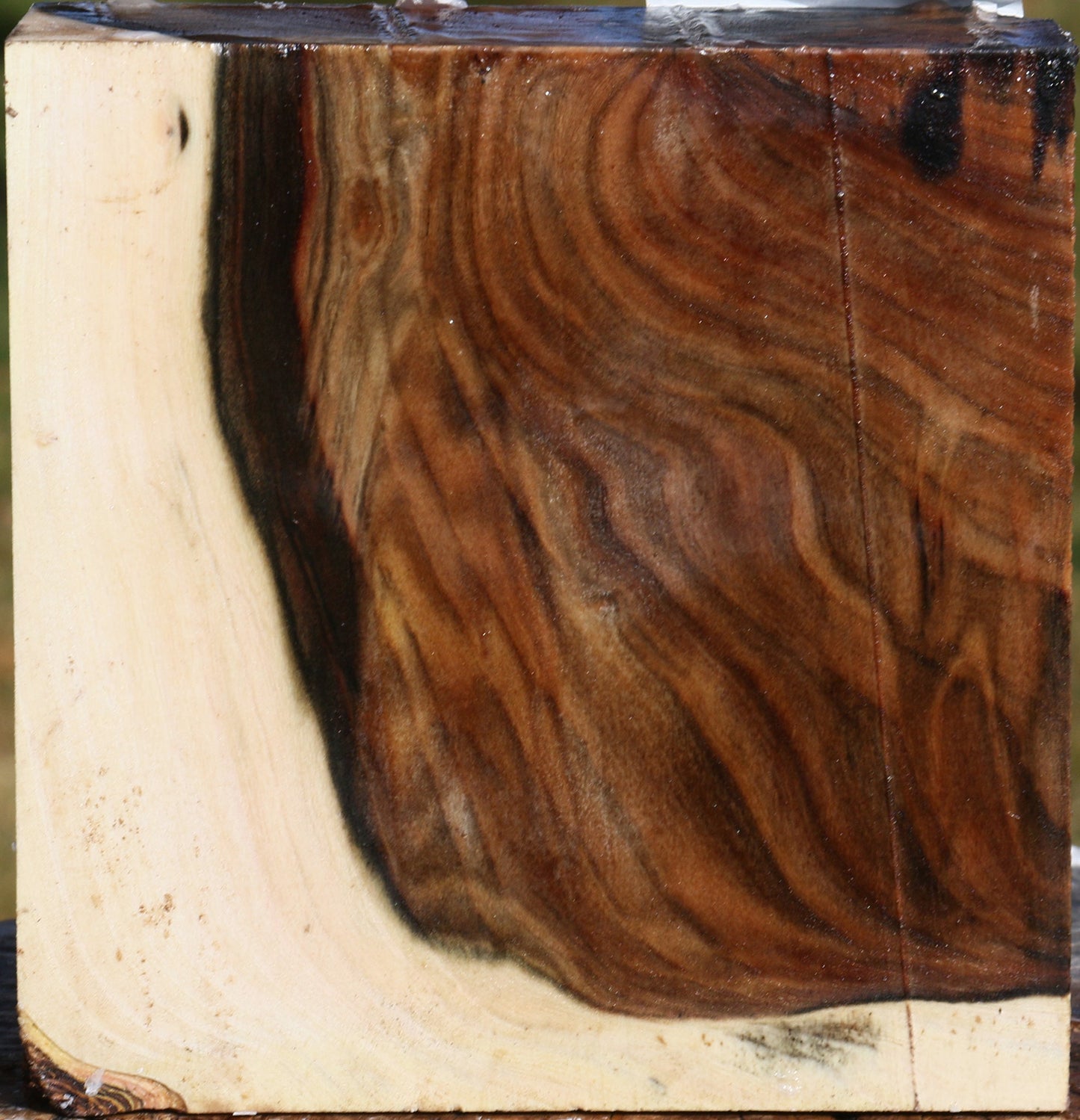 Grafted Pistachio Bowl Blank