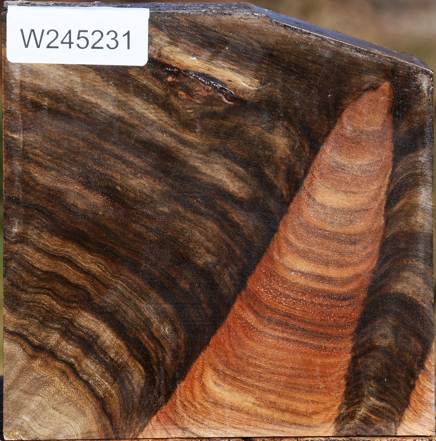 Grafted Pistachio Bowl Blank