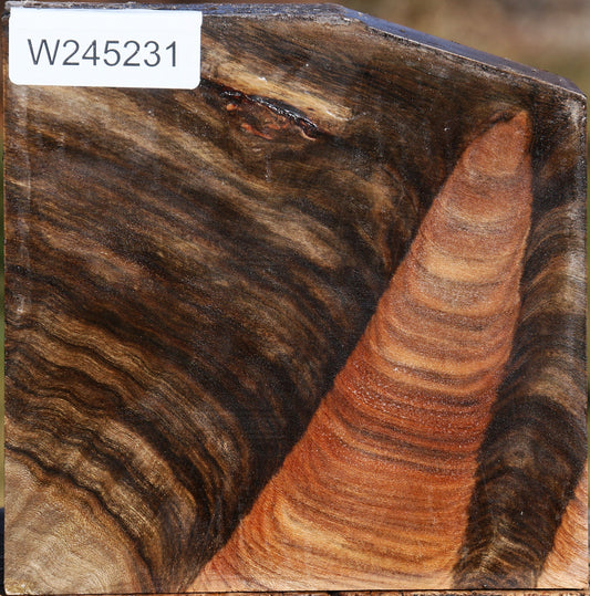 Grafted Pistachio Bowl Blank