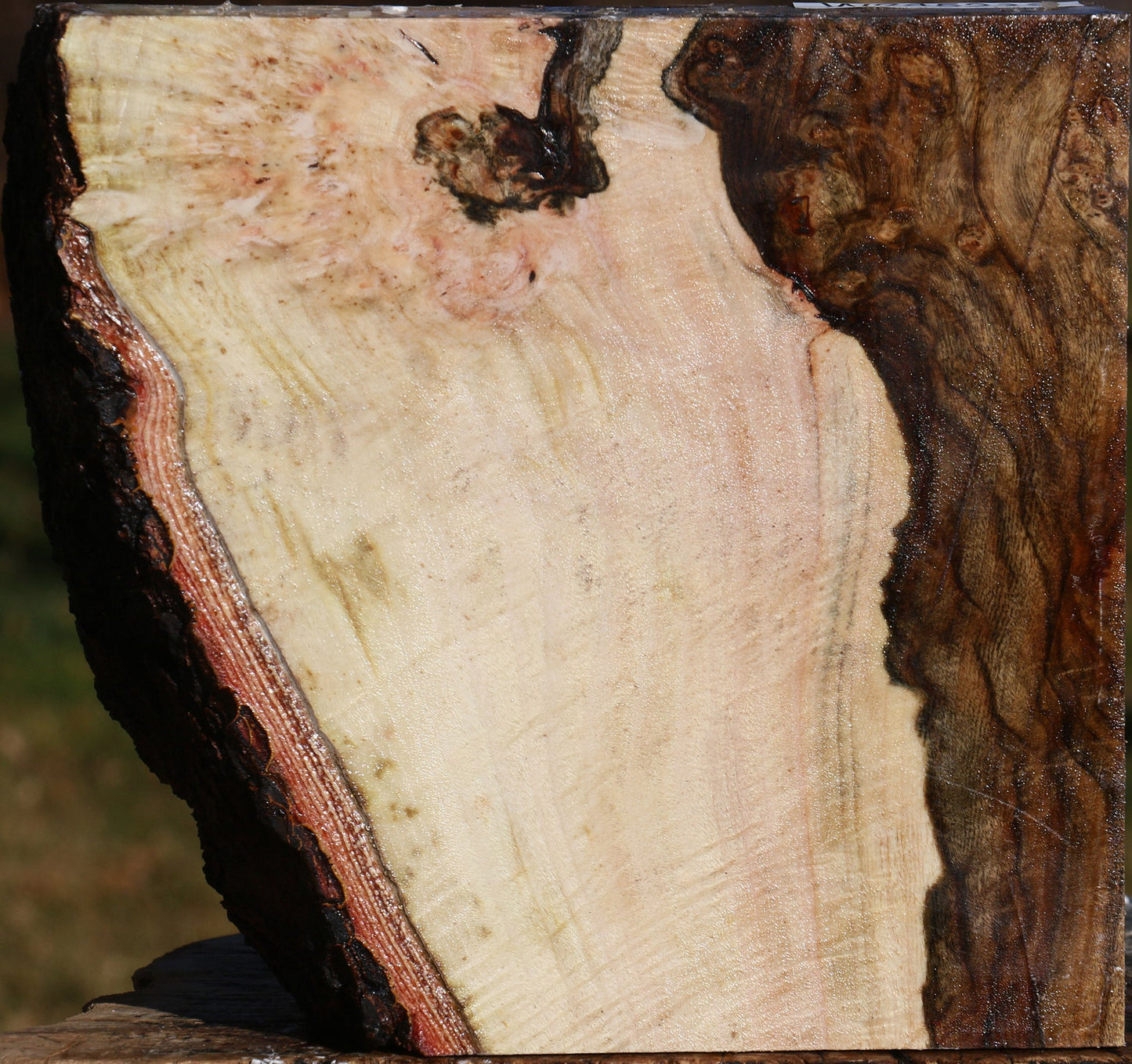 Extra Fancy Pistachio Live Edge Bowl Blank
