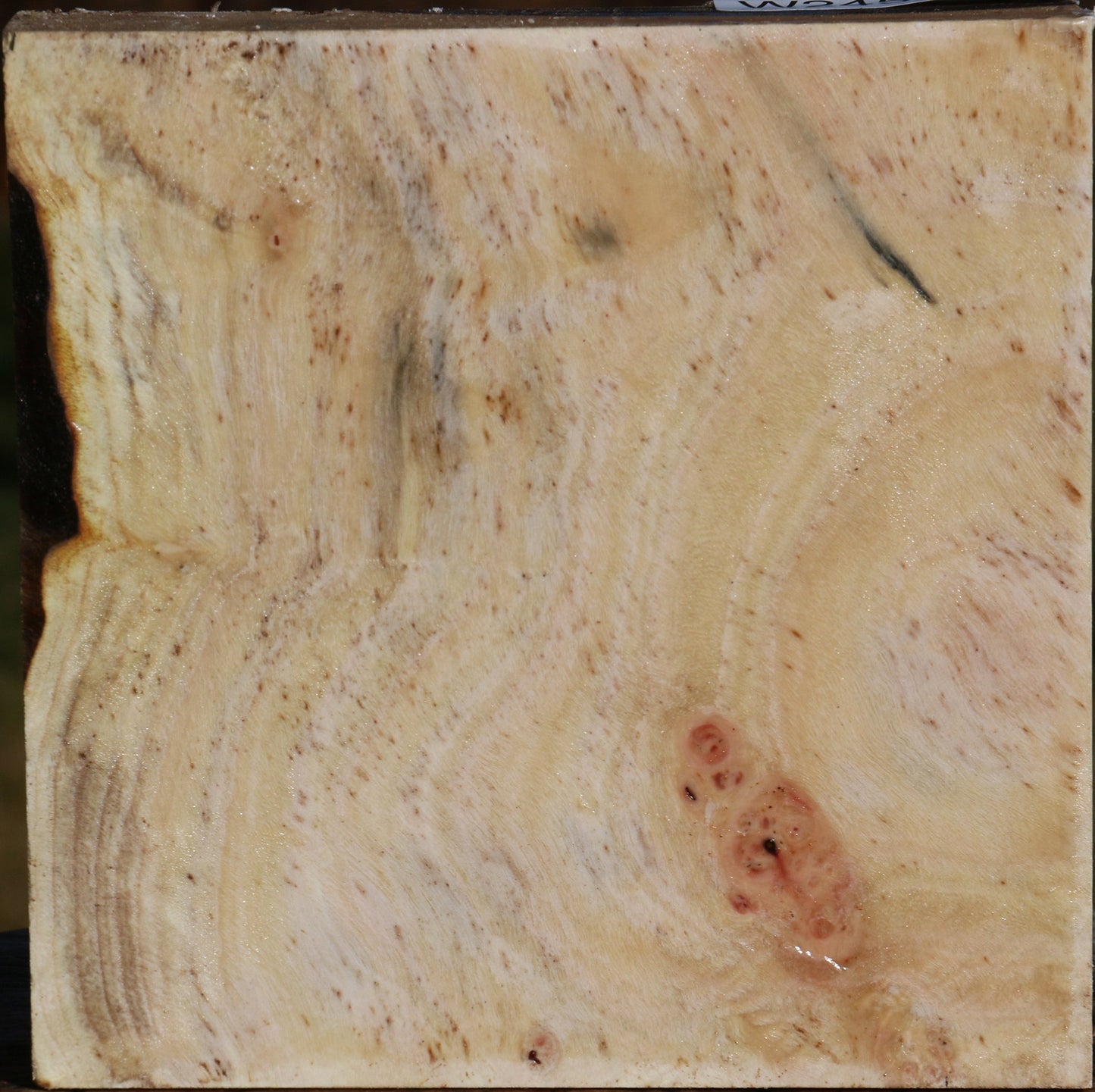 Extra Fancy Pistachio Bowl Blank