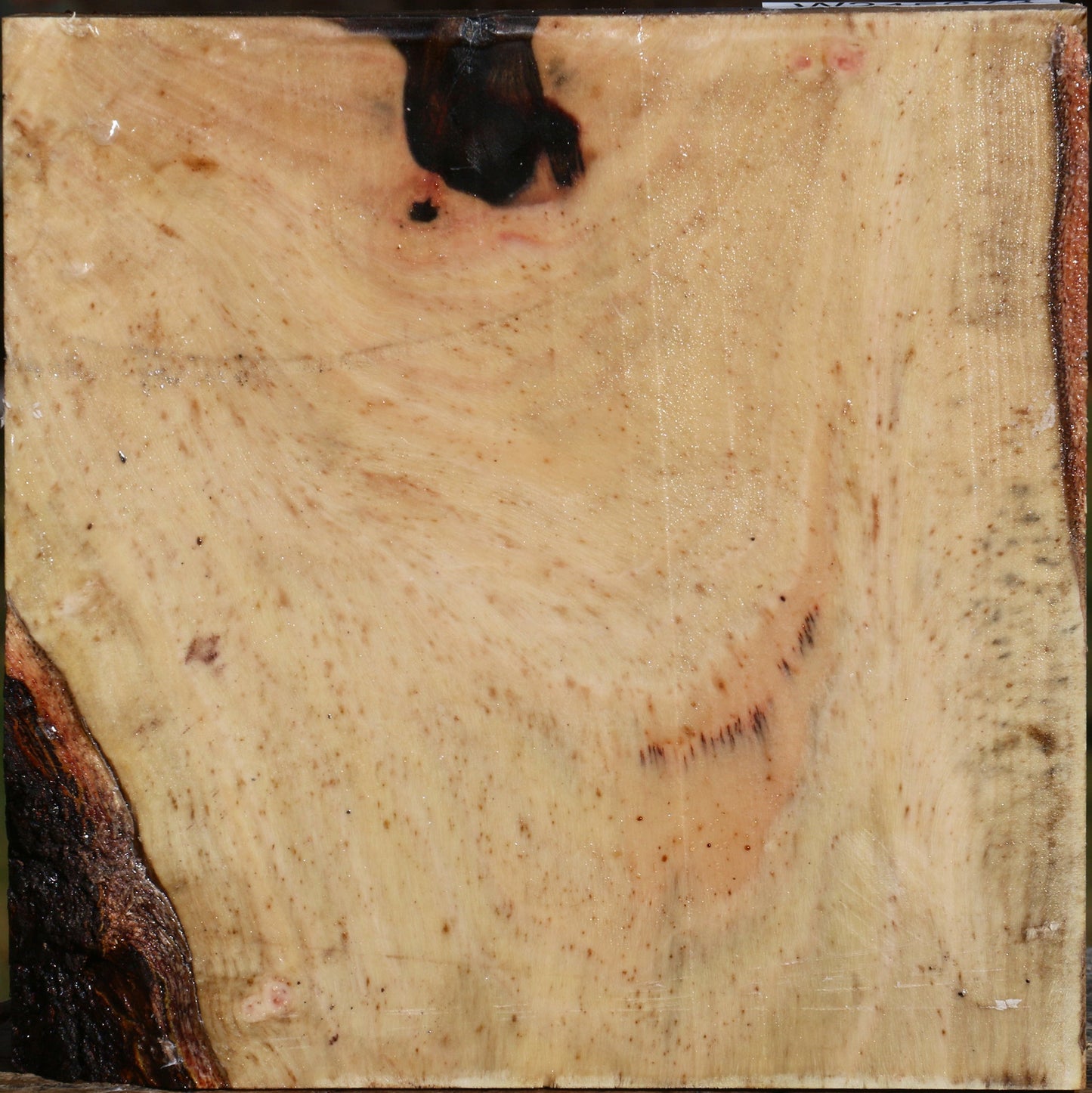 Figured Pistachio Bowl Blank