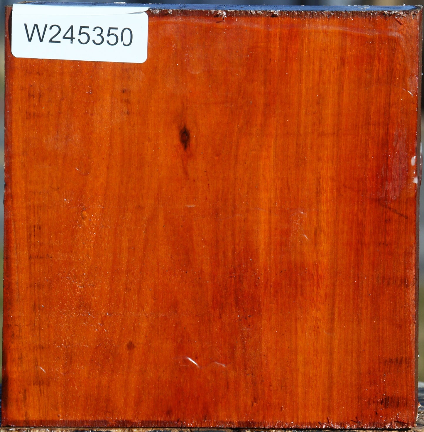 Pernambuco Bowl Blank