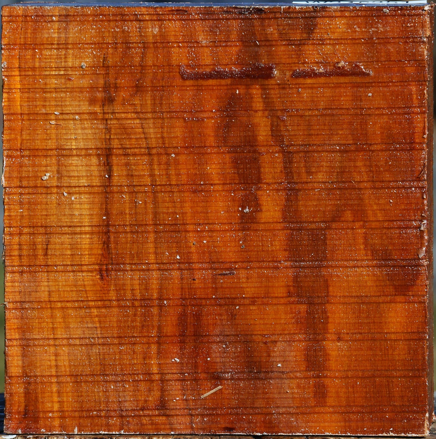 Pernambuco Bowl Blank