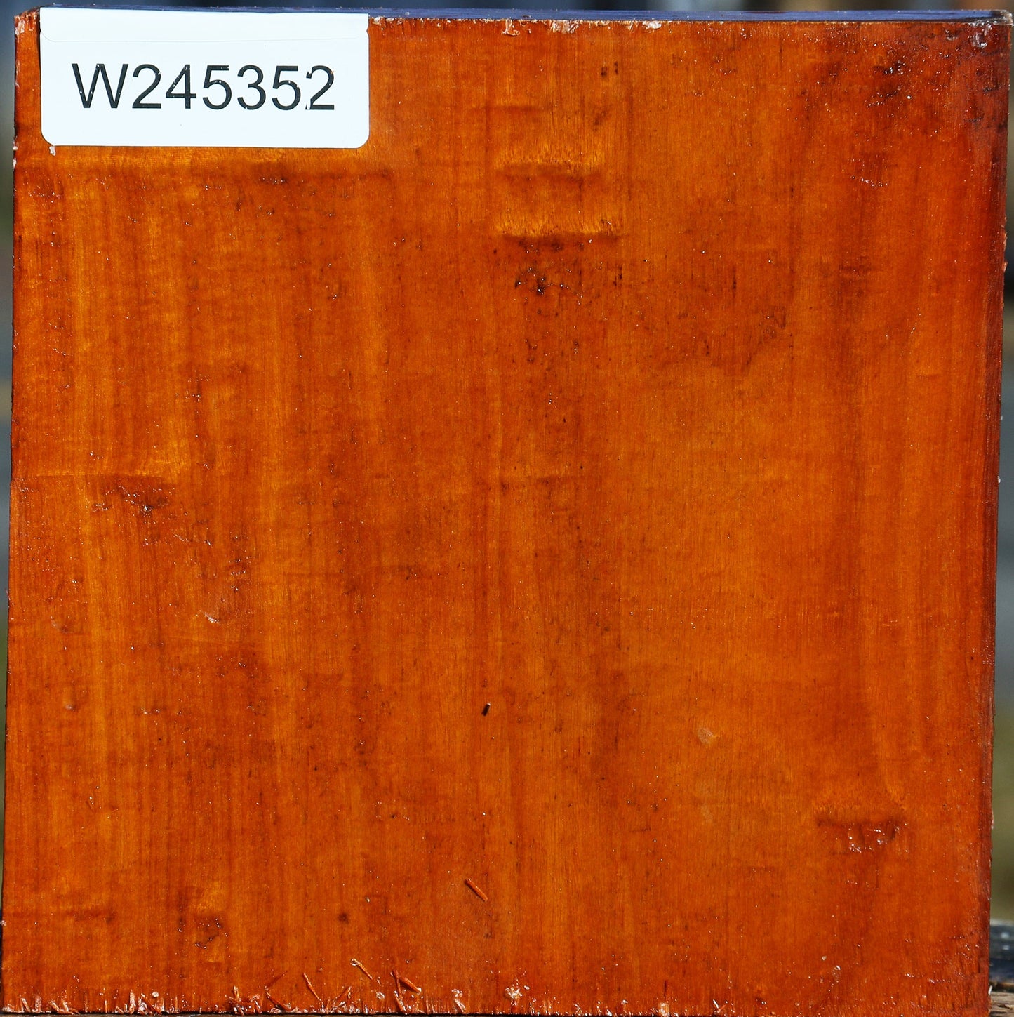 Pernambuco Bowl Blank