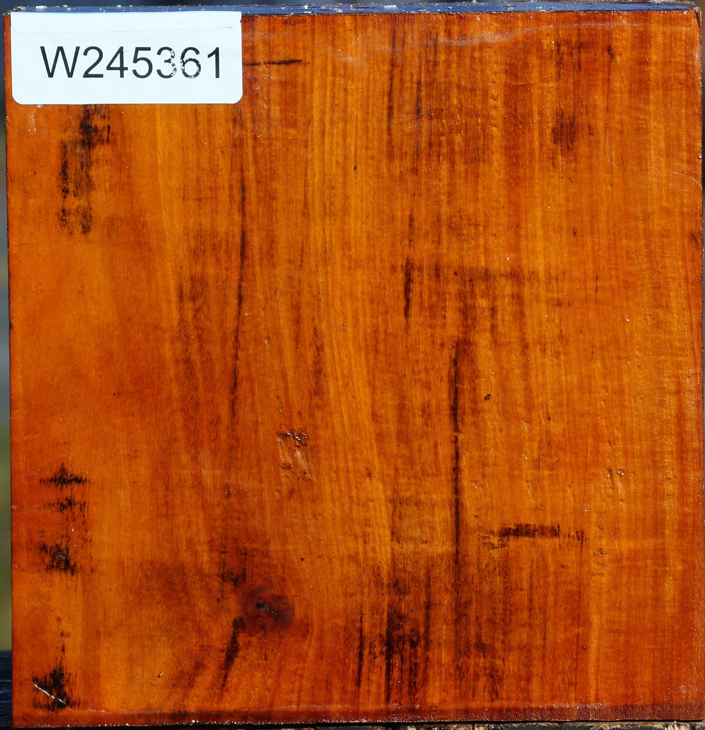 Pernambuco Bowl Blank