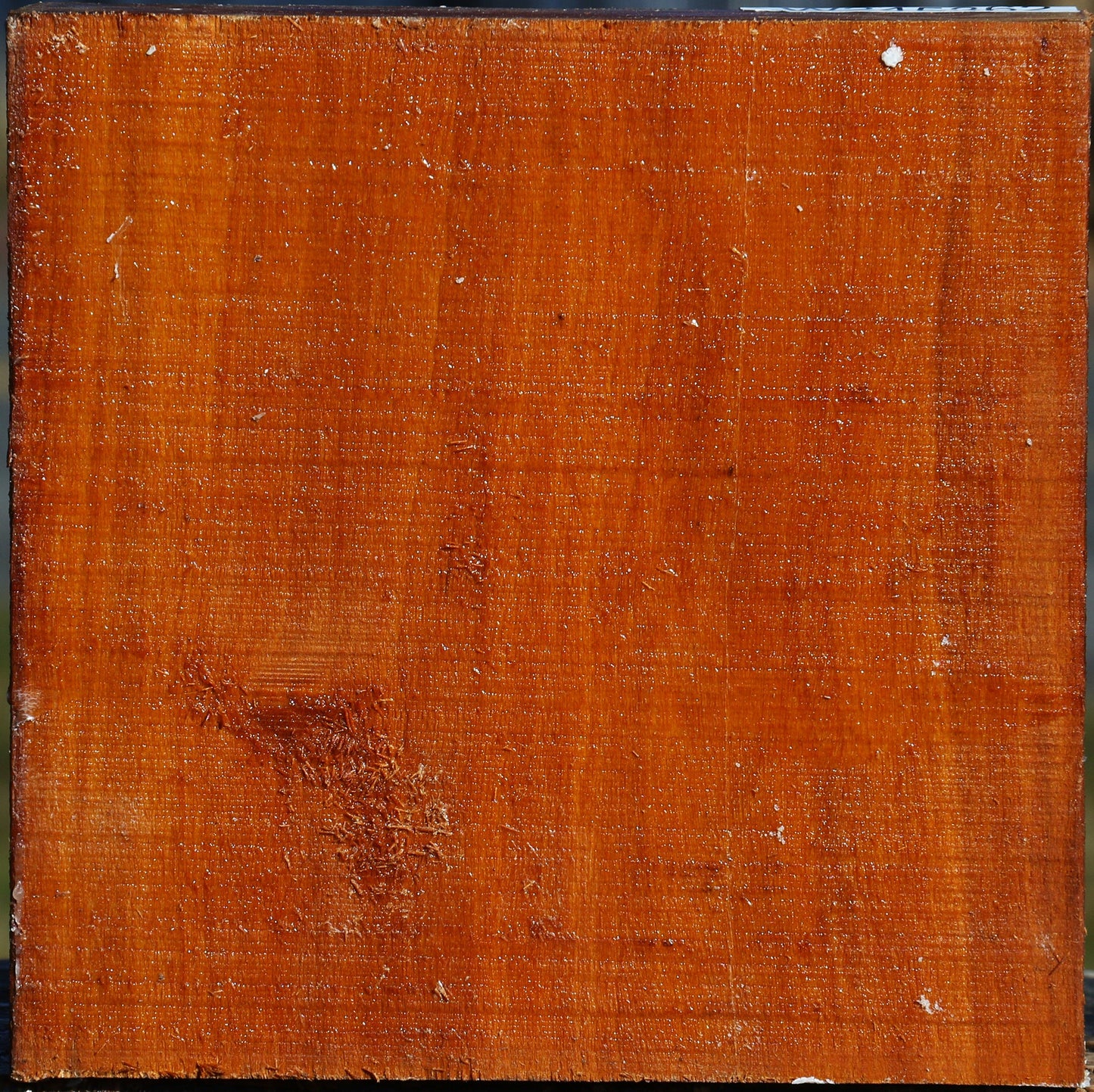 Pernambuco Bowl Blank