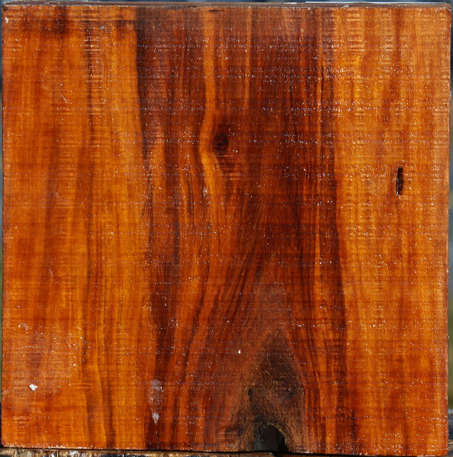 Pernambuco Bowl Blank