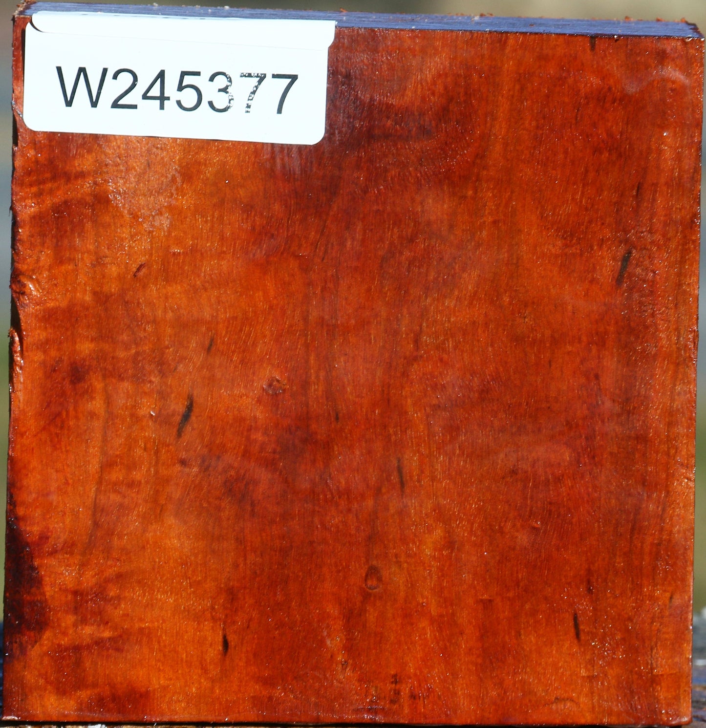 Extra Fancy Pernambuco Bowl Blank