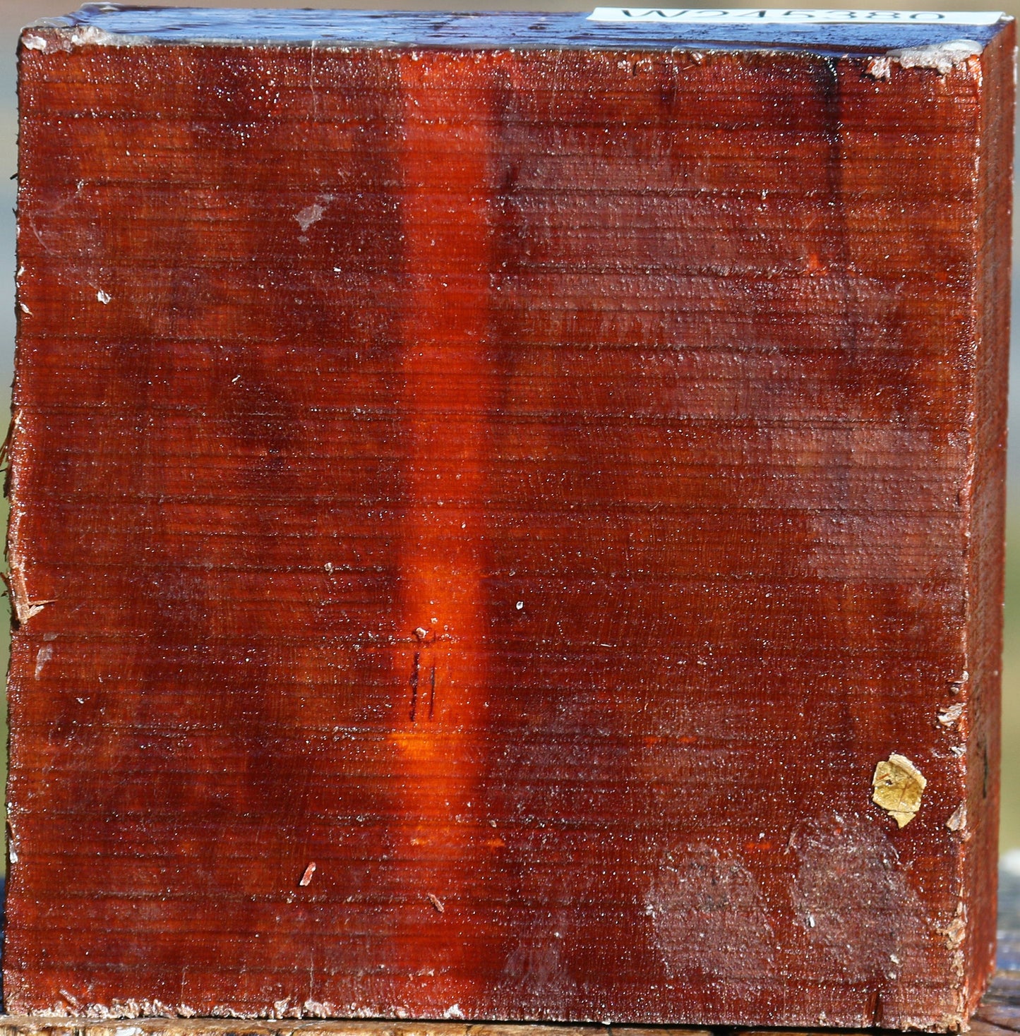 Pernambuco Bowl Blank
