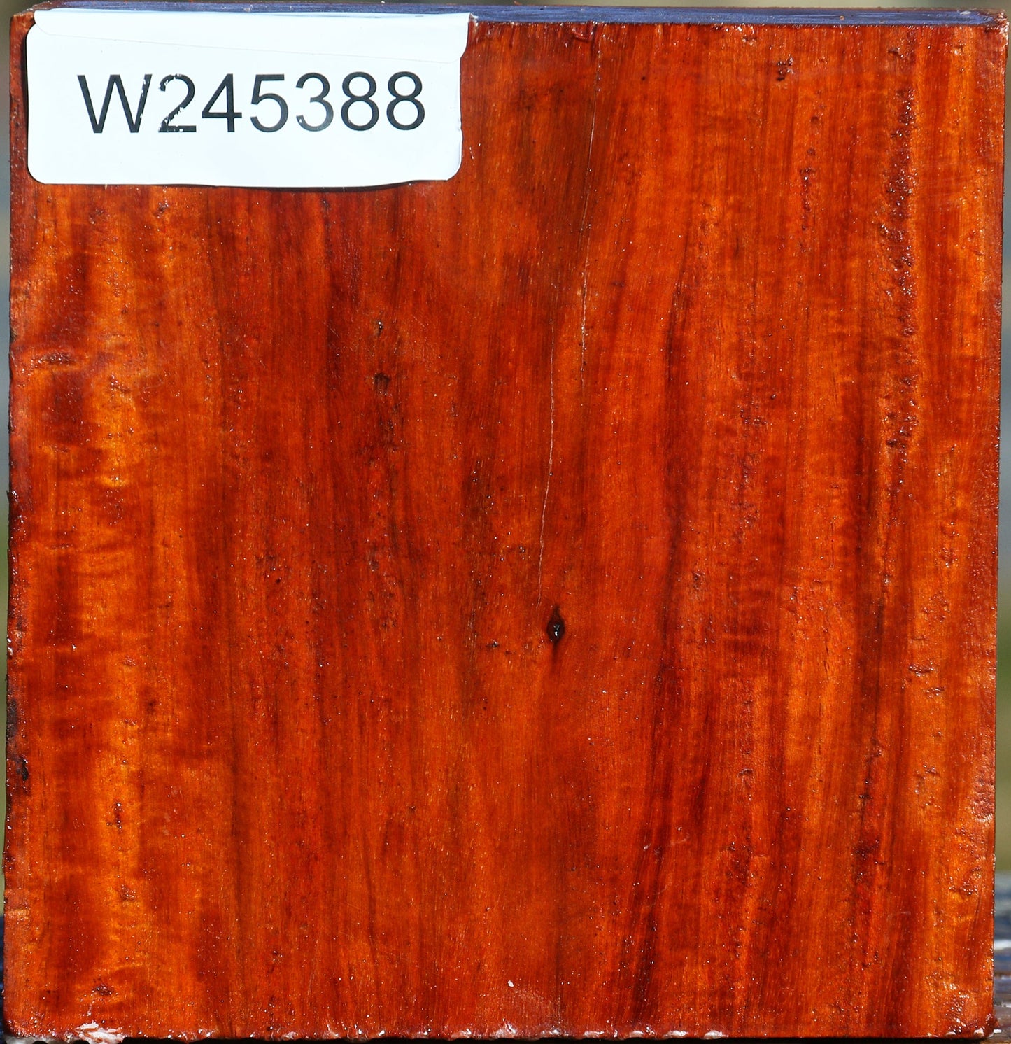 Extra Fancy Pernambuco Bowl Blank