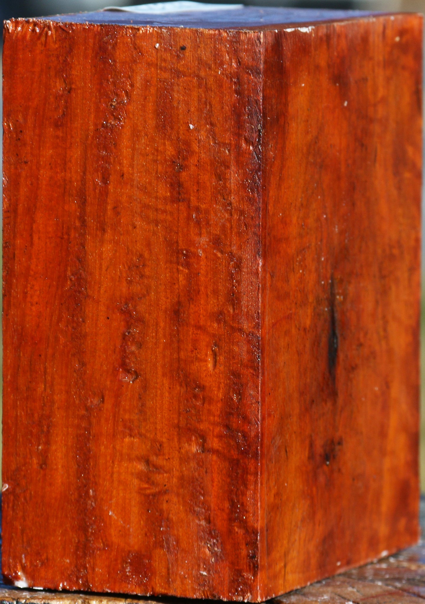 Extra Fancy Pernambuco Bowl Blank